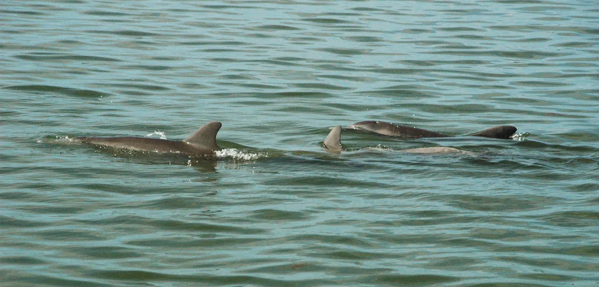 Pod of bottlenose dolphins swimming in coastal waters off Florida