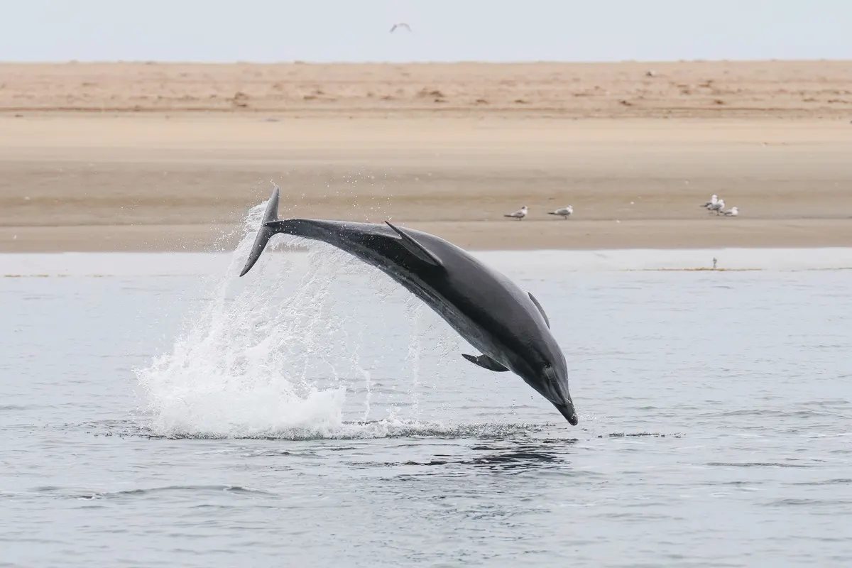 Bottlenose dolphin leaping above the ocean surface