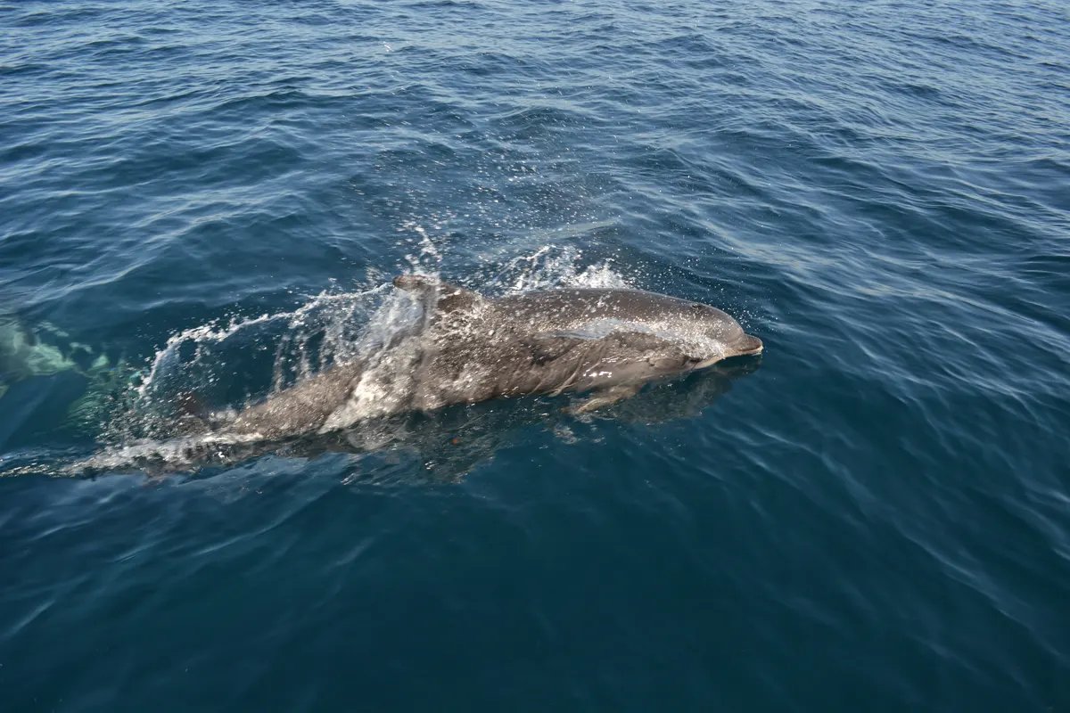 Bottlenose dolphin swimming in clear blue coastal water