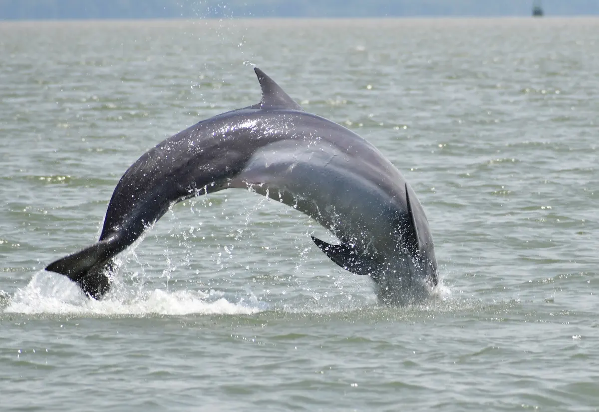 Side view of a bottlenose dolphin showing its full streamlined body