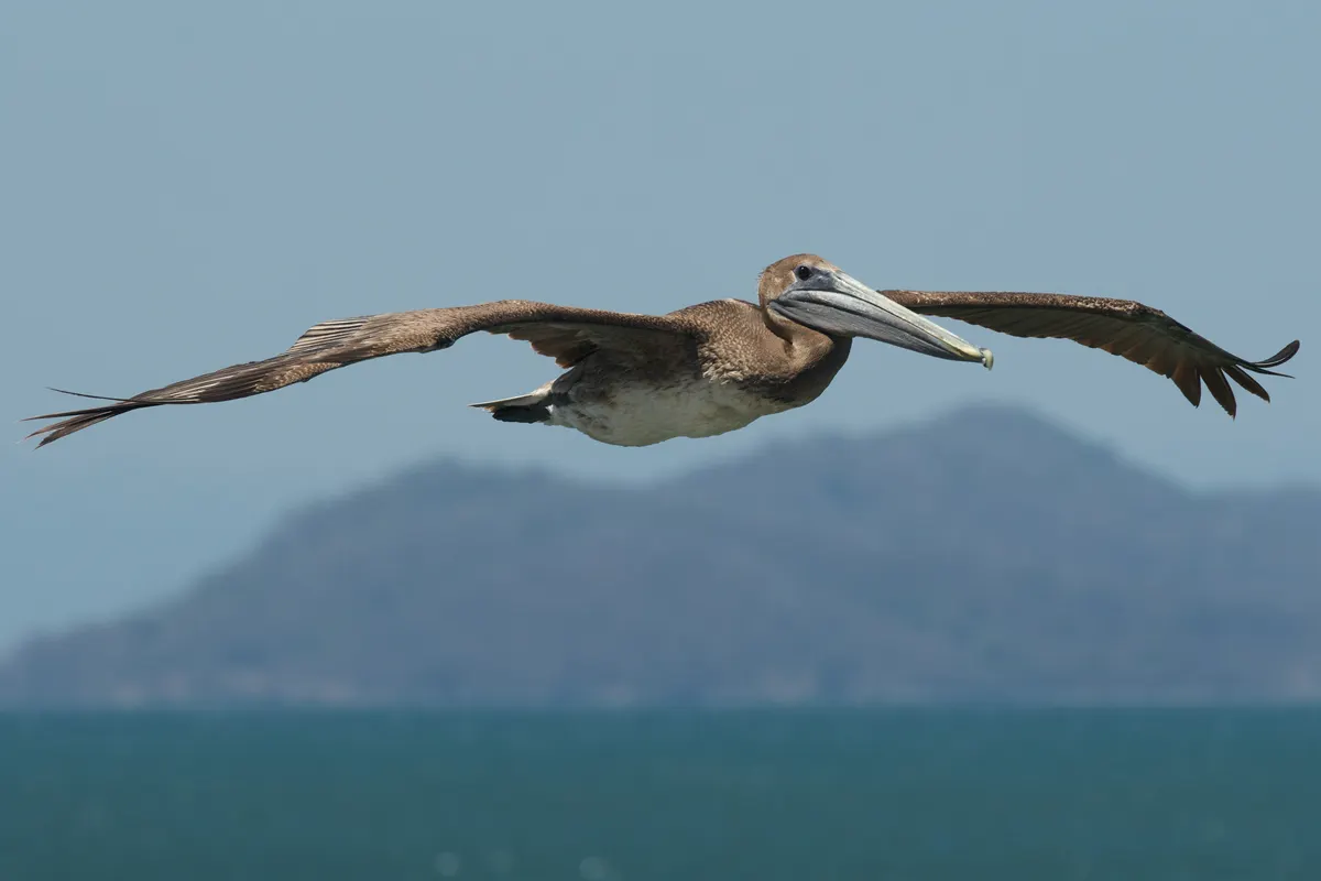 Brown pelican gliding low over the water