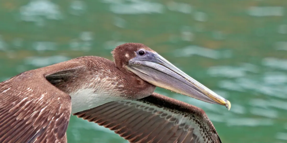 Immature brown pelican with brown head and neck