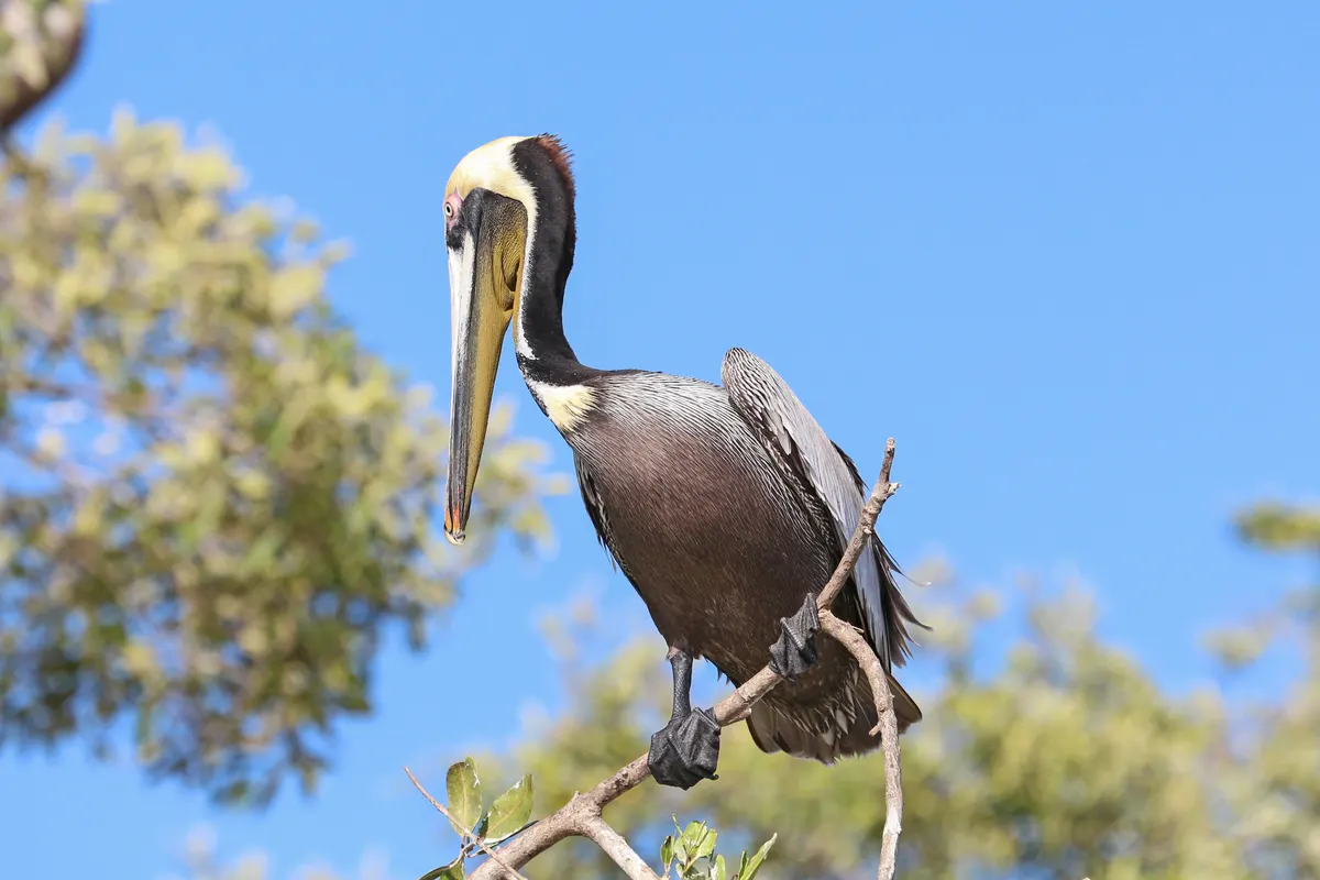 Brown pelican on a warm tropical coastline