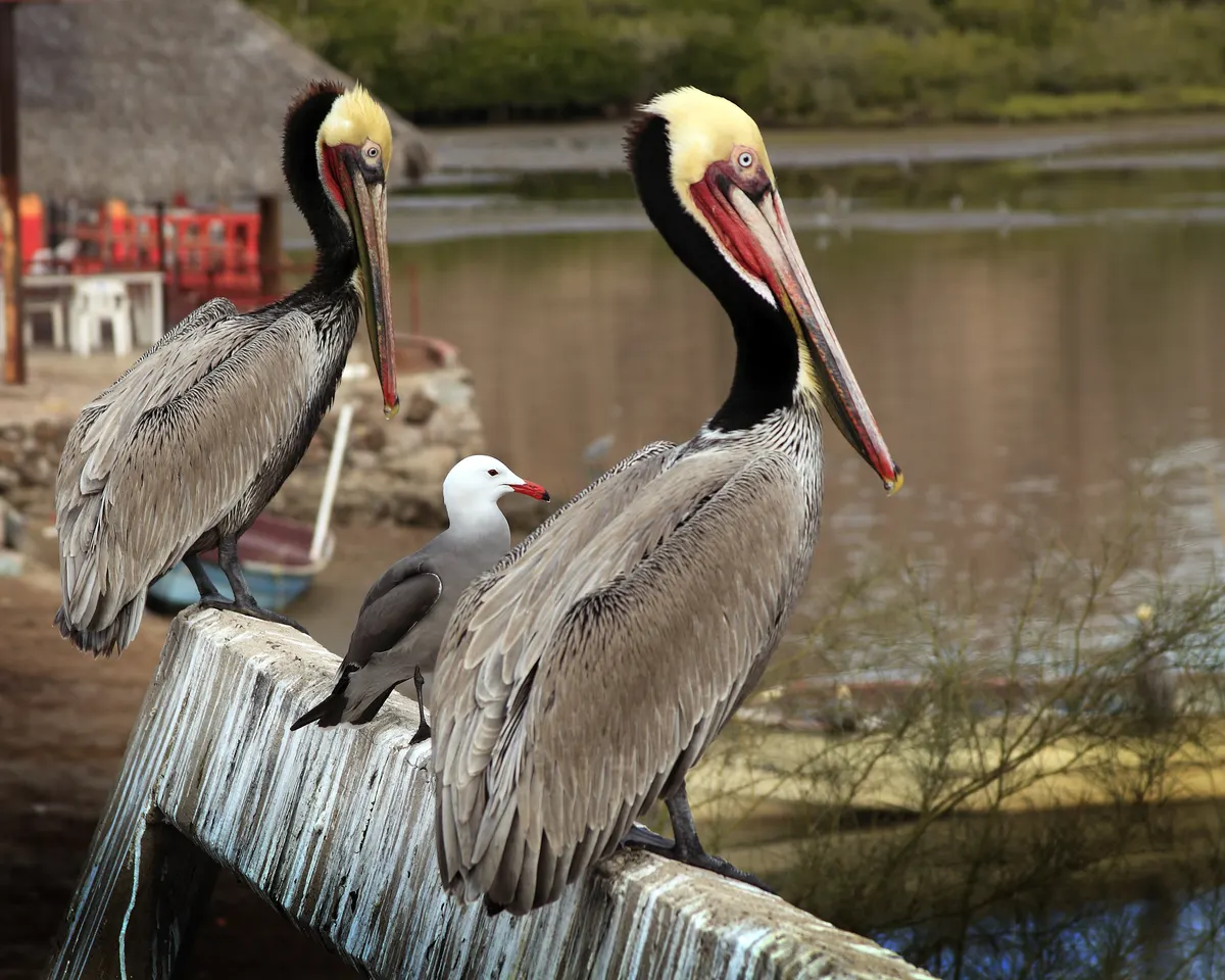 Brown pelicans resting together on a coast