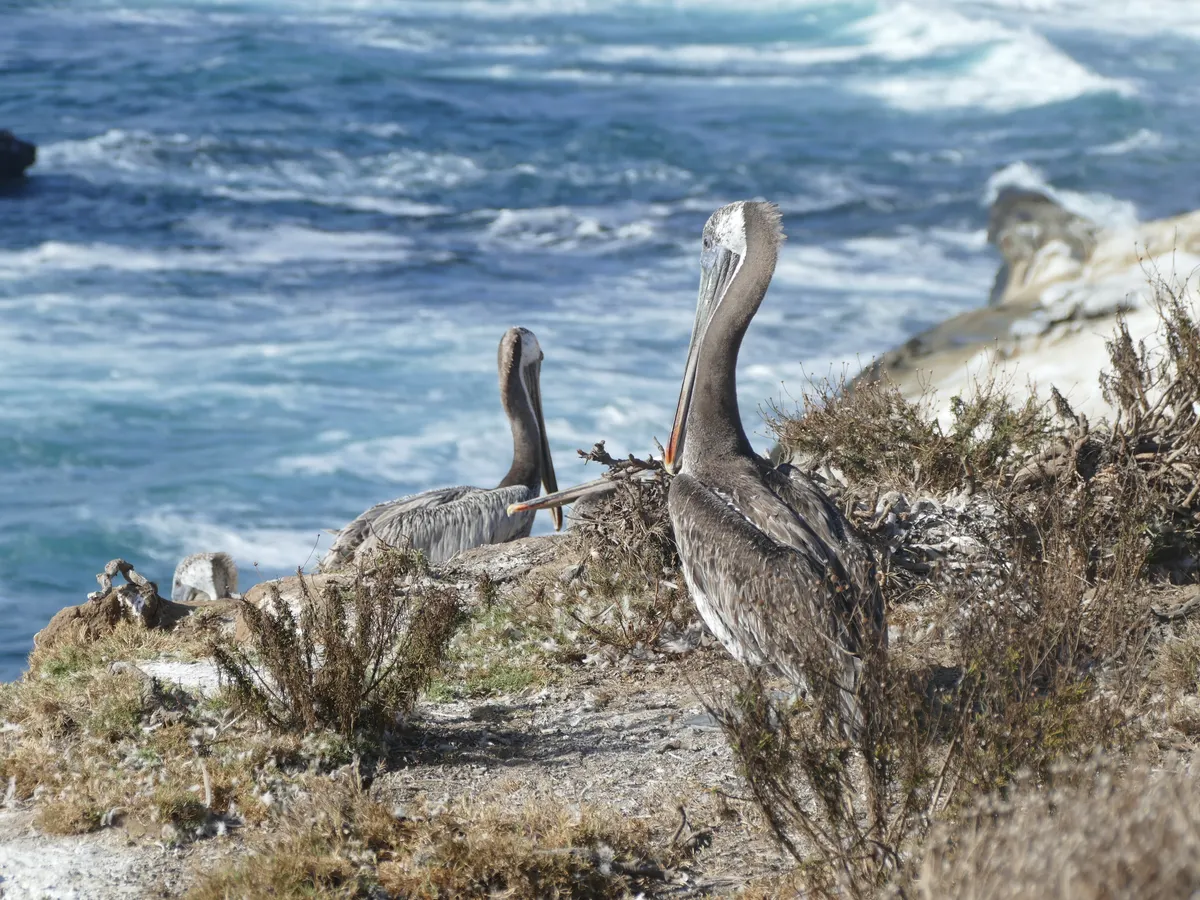 Brown pelican in breeding plumage with a long bill and throat pouch
