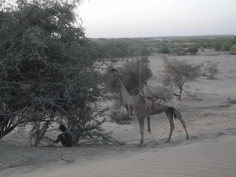 Young dromedary camel calf standing beside an adult