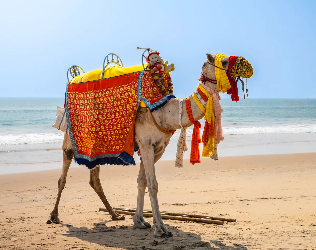 Dromedary camel grazing on sparse coastal vegetation