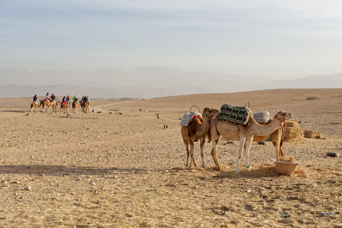 Caravan of dromedary camels traveling together across Libyan desert