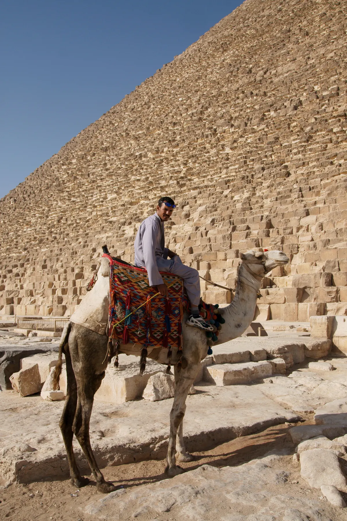 Dromedary camel with rider crossing desert near the Giza pyramids