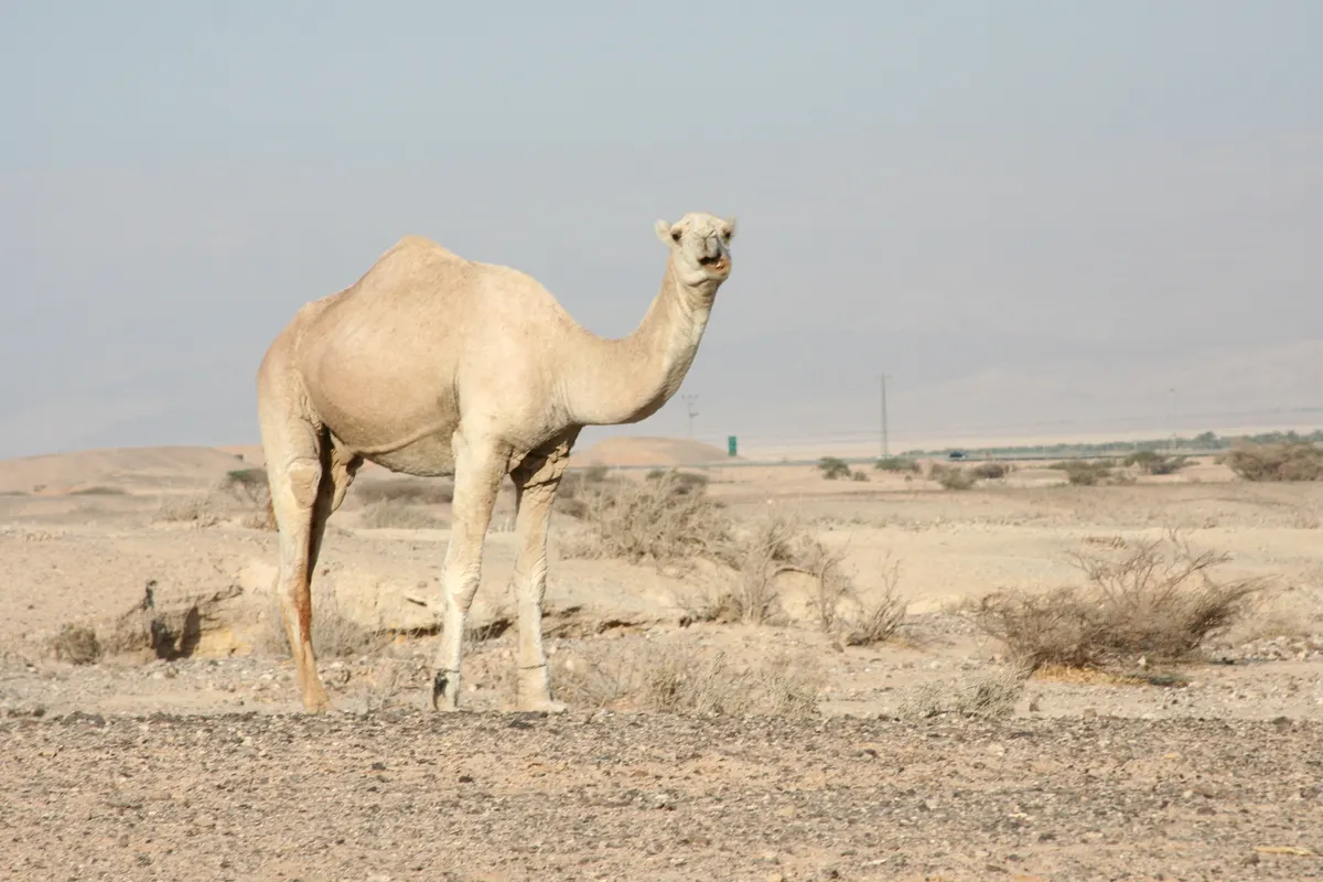 Dromedary camel in an arid landscape