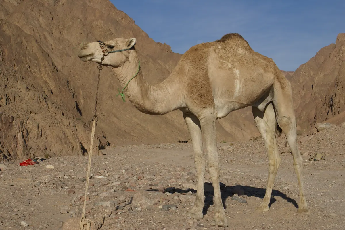 Dromedary camel standing in a rocky desert
