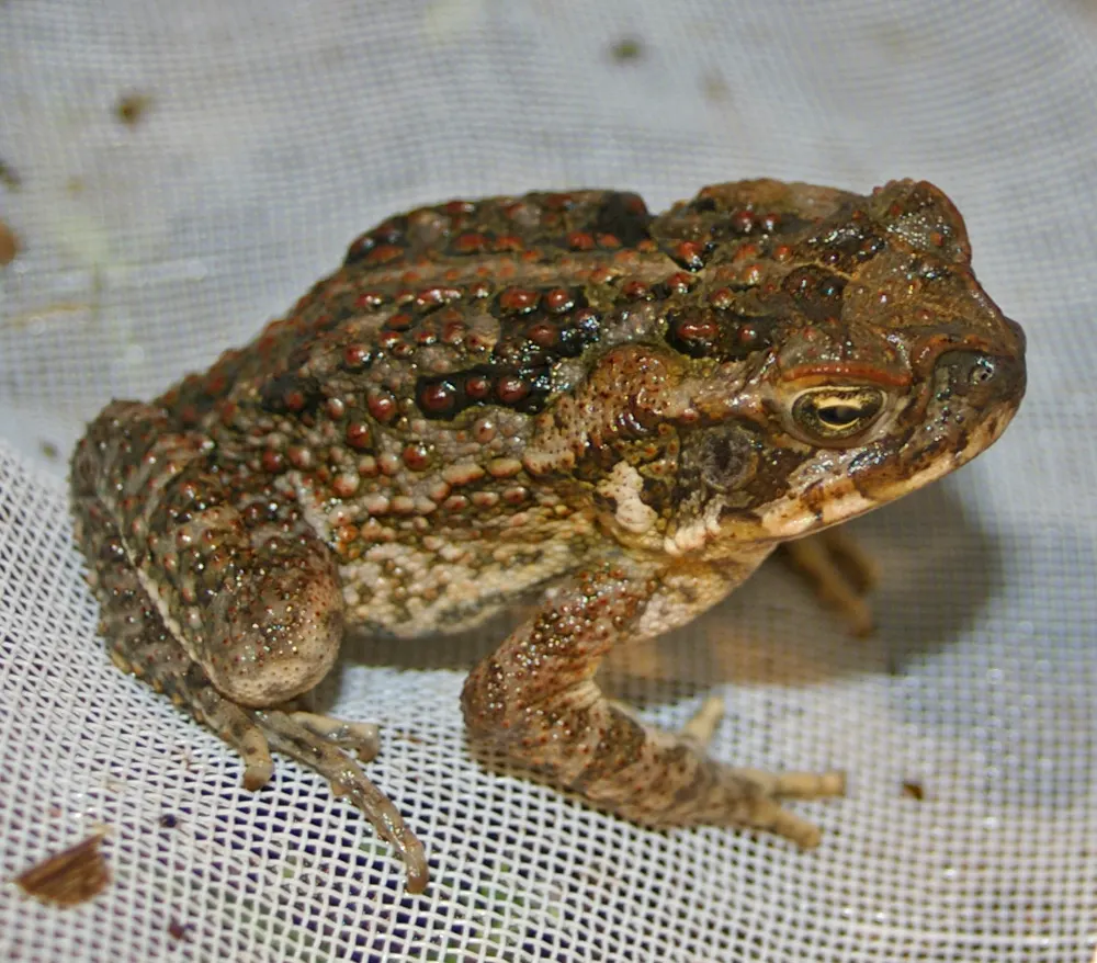 Young cane toad on bare ground in northern Australia