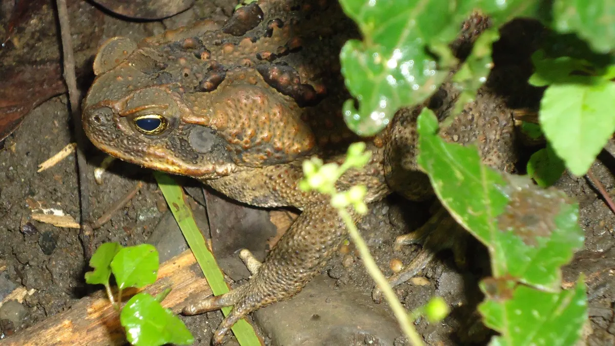 Cane toad crouched at night in introduced island habitat