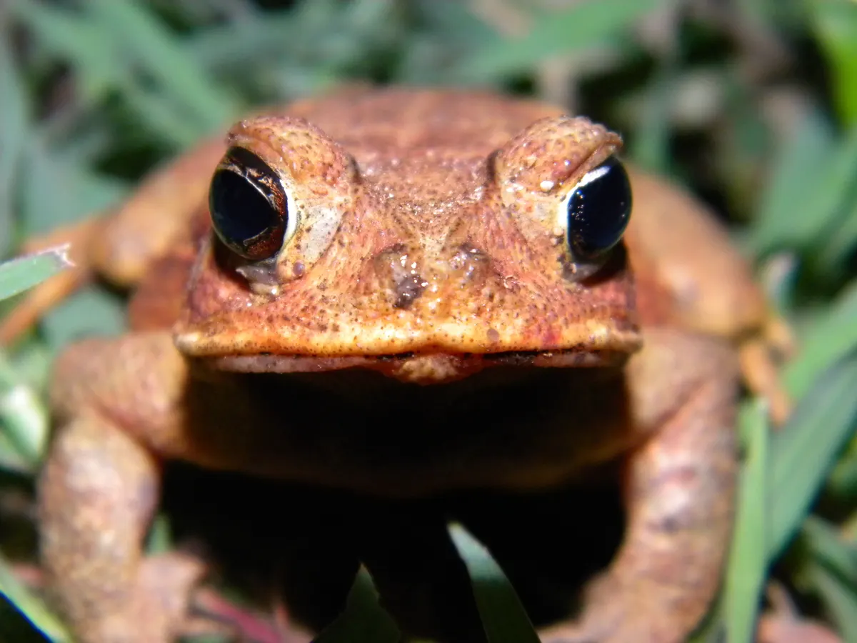 Adult cane toad facing the camera, showing the large parotoid glands behind its eyes
