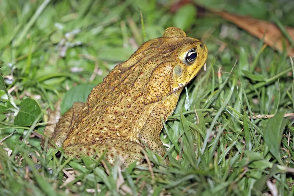 Cane toad on damp ground in a Panamanian forest