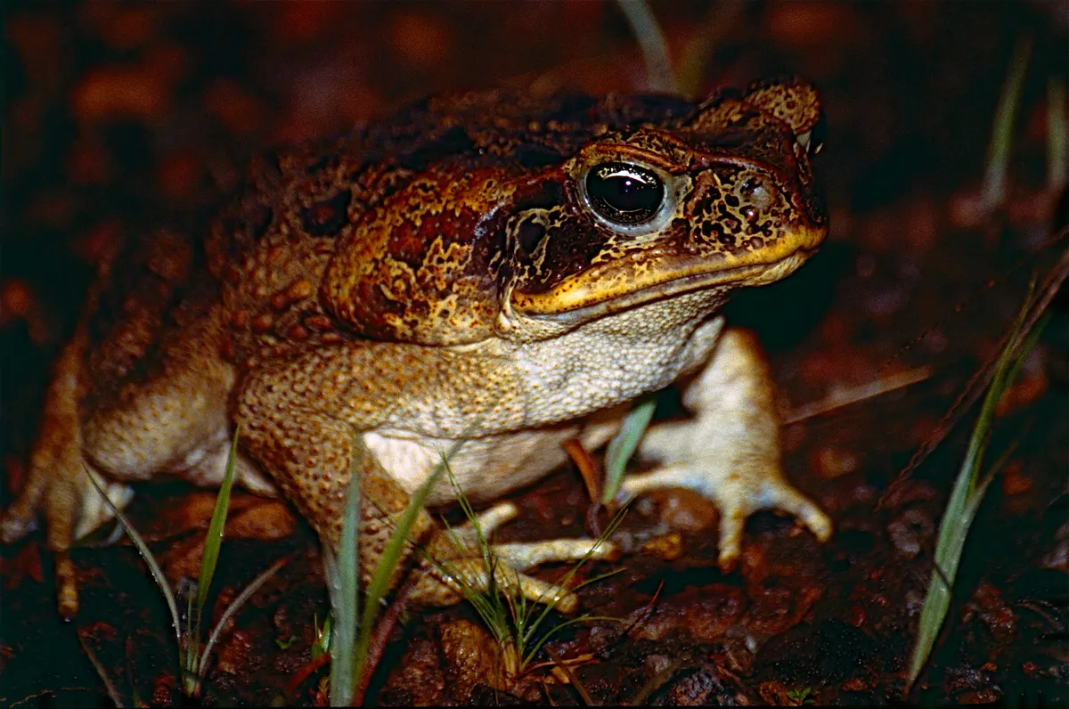 Cane toad from French Guiana representing its tropical range