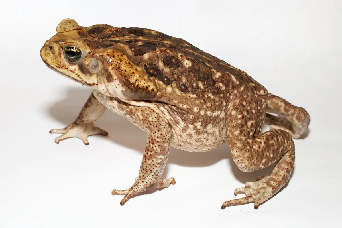 Cane toad standing on a white background, showing its warty skin and parotoid glands
