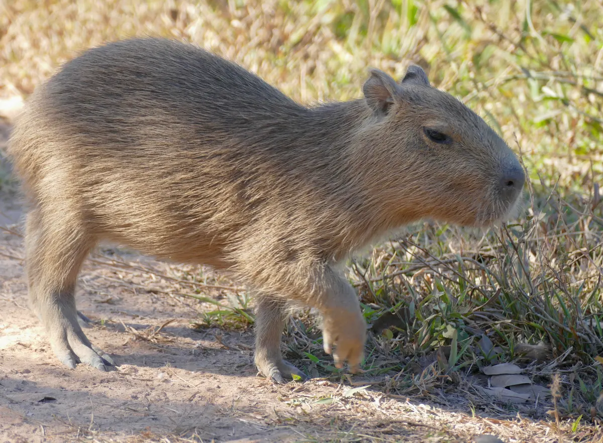 A young capybara pup resting in the grass