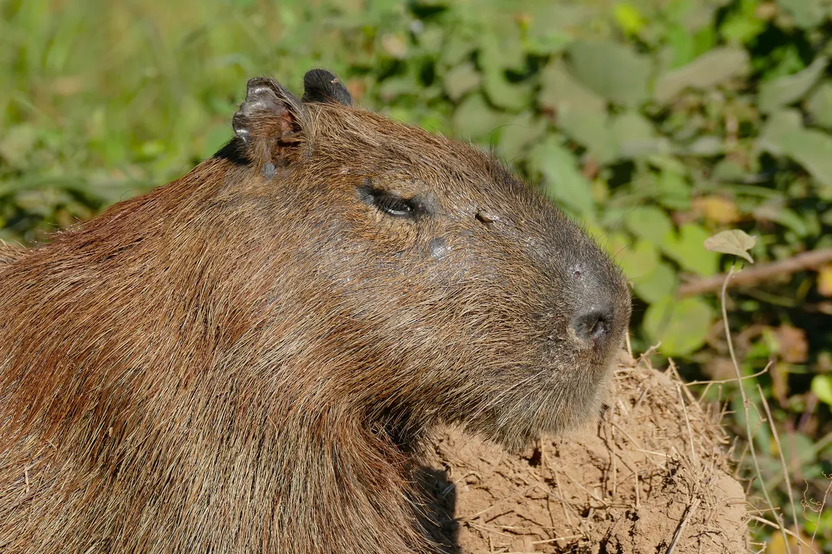 A close-up headshot of a female Capybara showing its eyes, ears, and snout