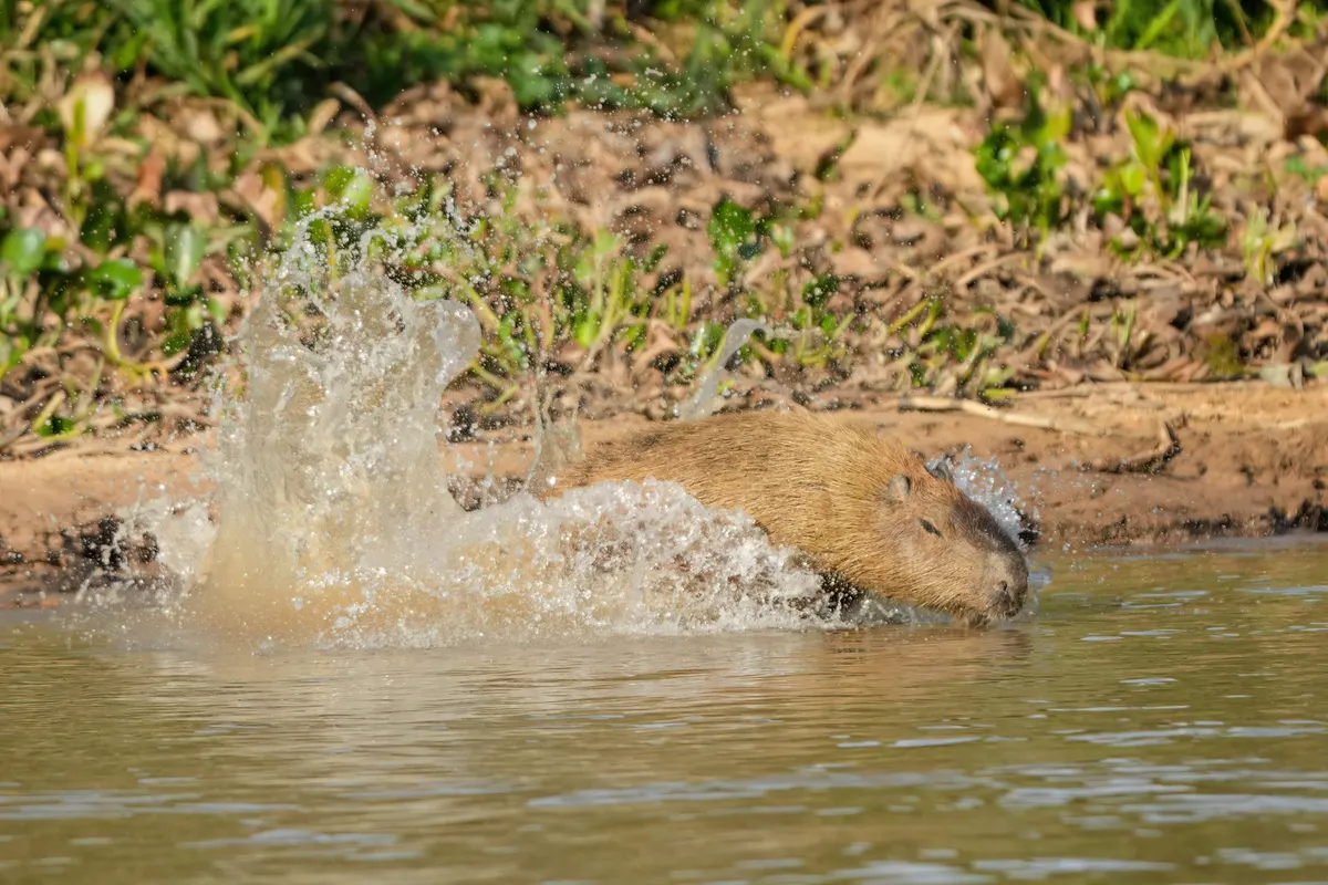A young or baby Capybara showing early development