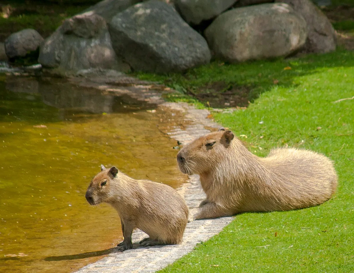 Young capybara standing beside its mother