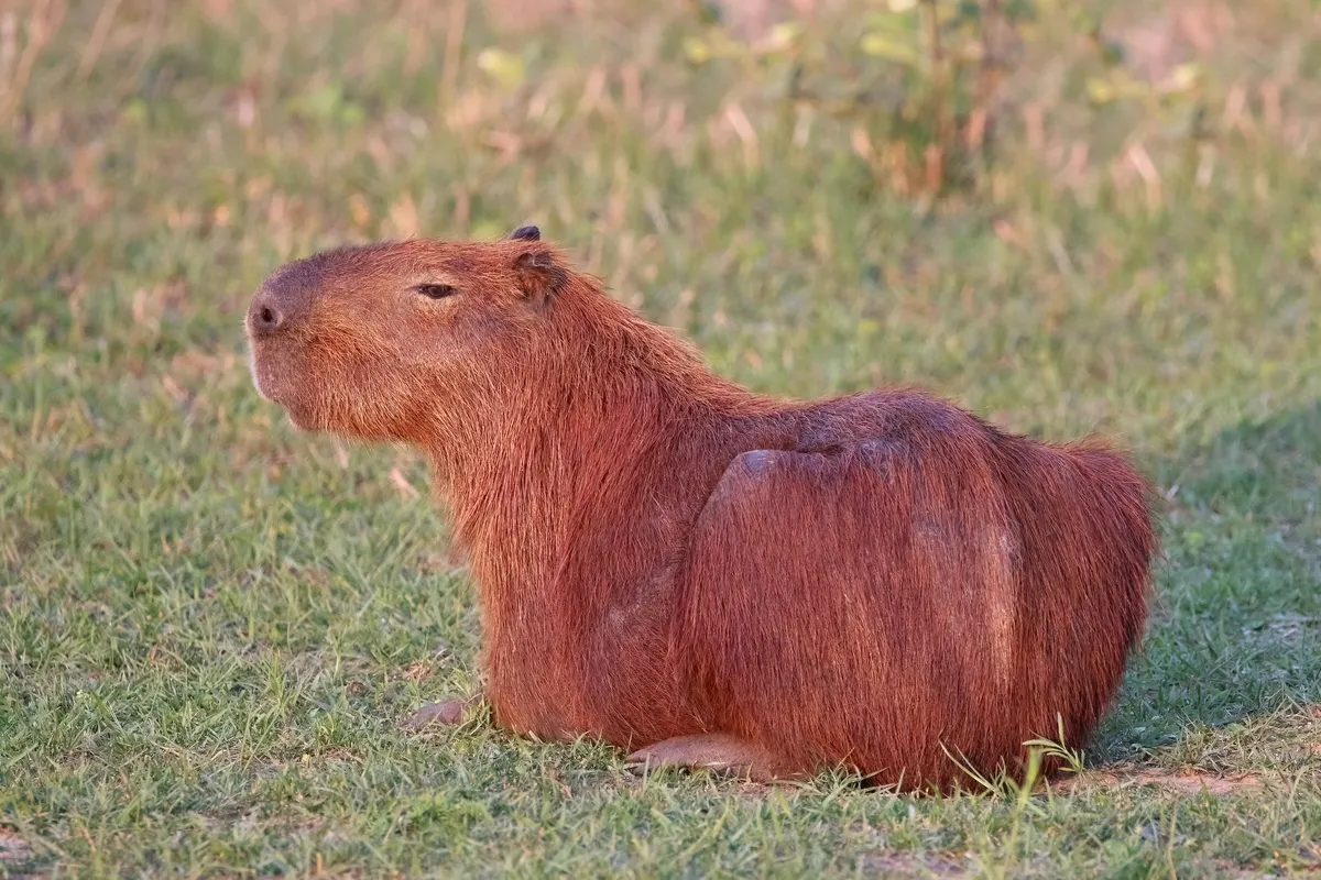 A Capybara finding or consuming food