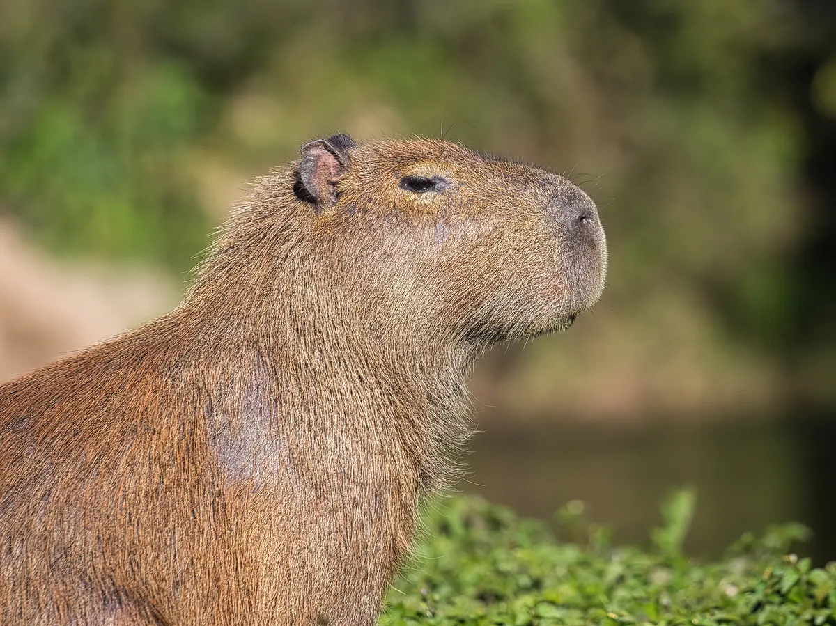 Close-up of a capybara head beside a river
