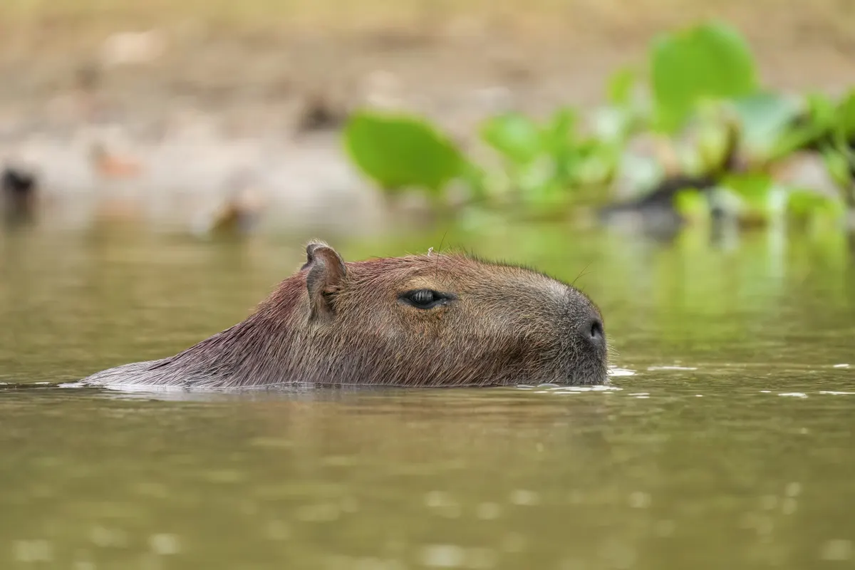 A Capybara navigating its natural environment