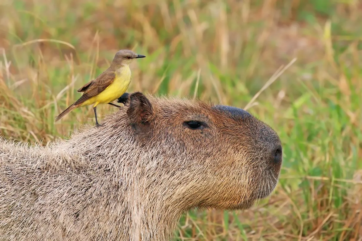 A Capybara finding or consuming food