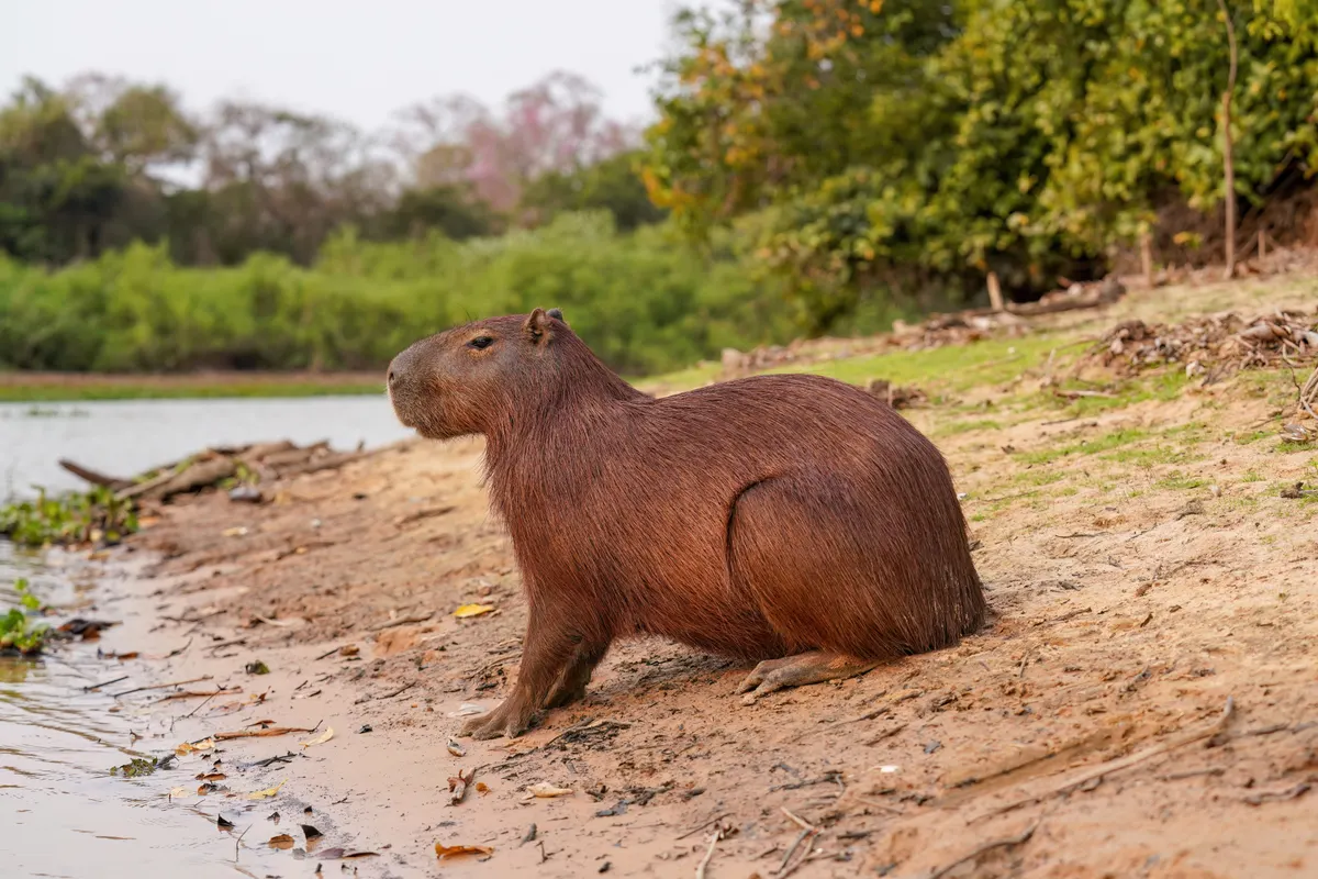 Capybara sitting on a muddy riverbank beside calm water