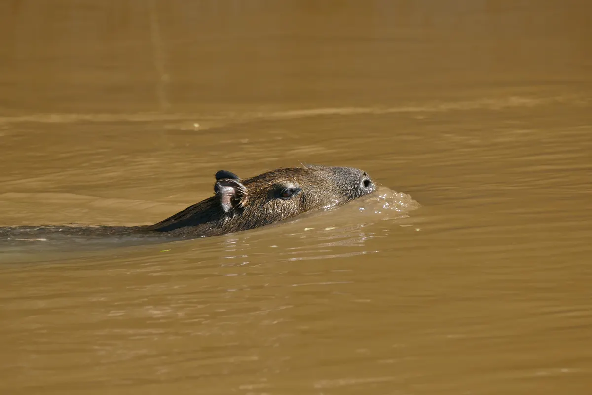 A Capybara swimming with only its eyes and nostrils above water