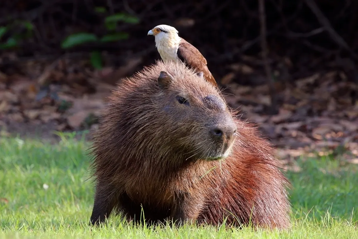 A Capybara navigating its natural environment