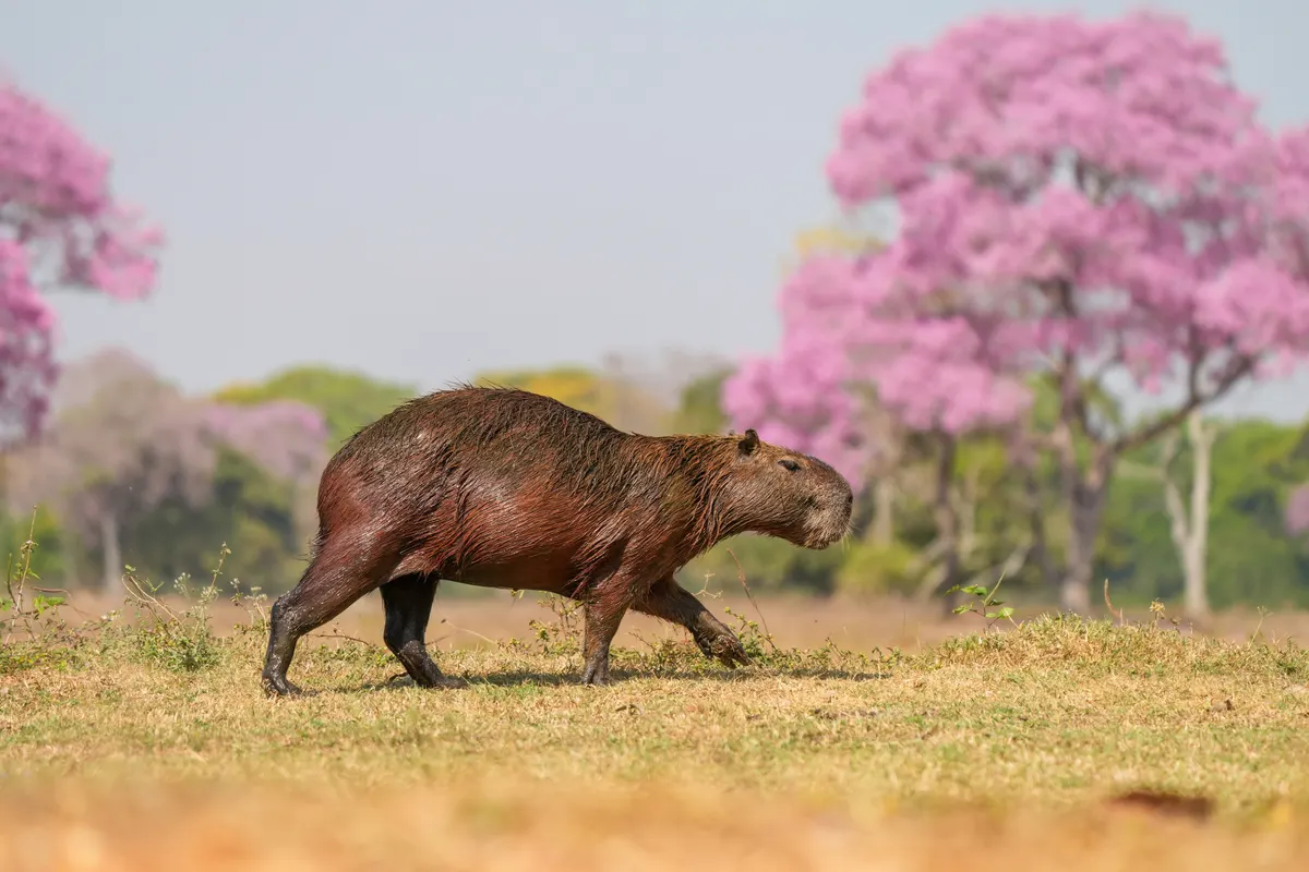 A Capybara traveling across its geographic range