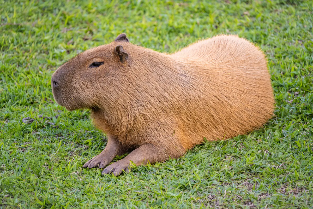 Full-body capybara resting on short green grass