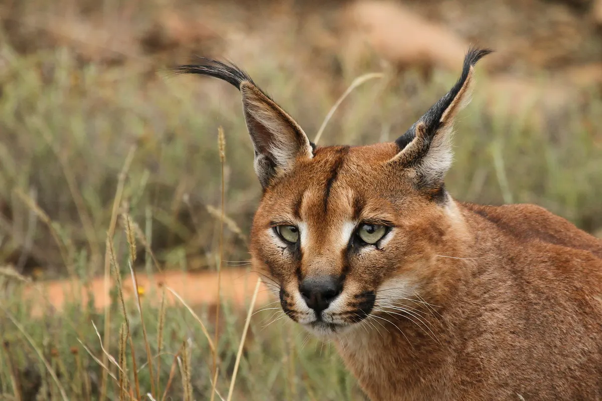 Caracal crouched low and focused while stalking