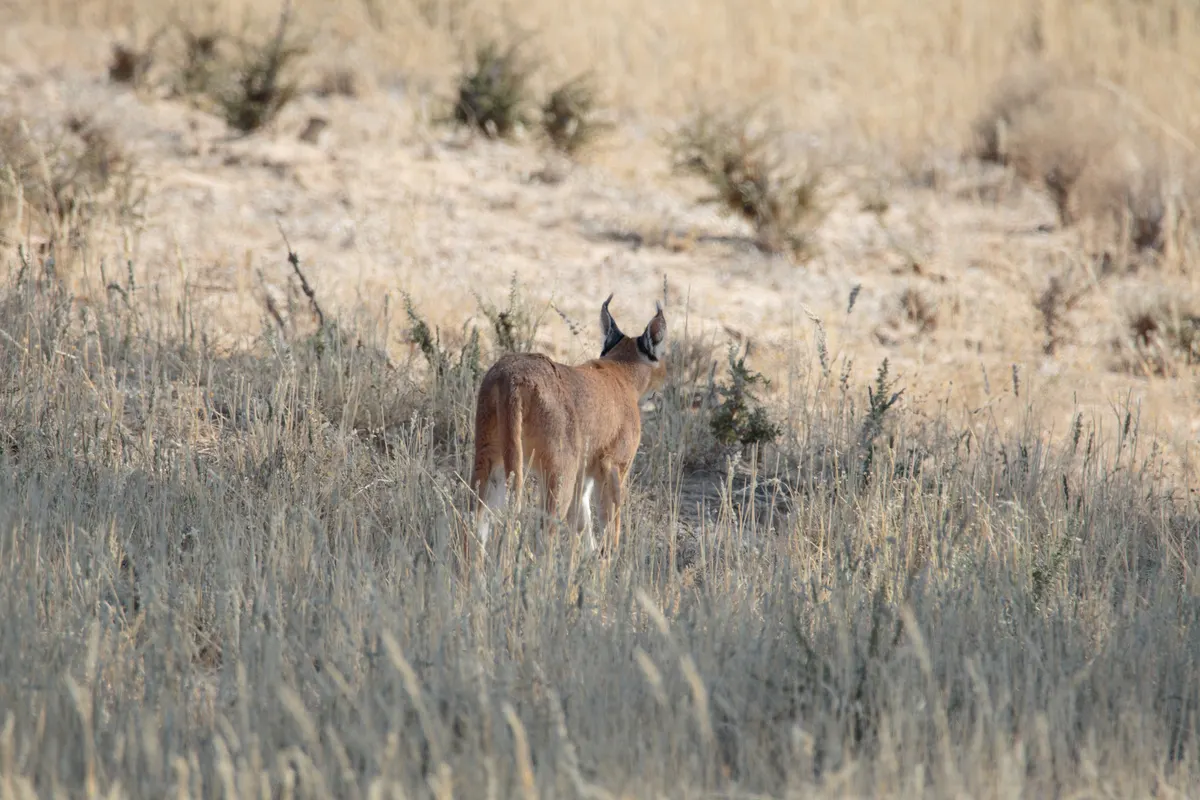 Caracal walking through tall dry grass in arid scrubland