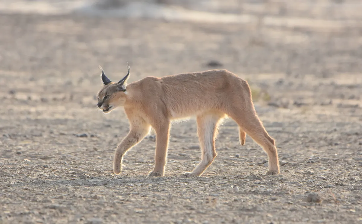 Caracal resting in dry grassland