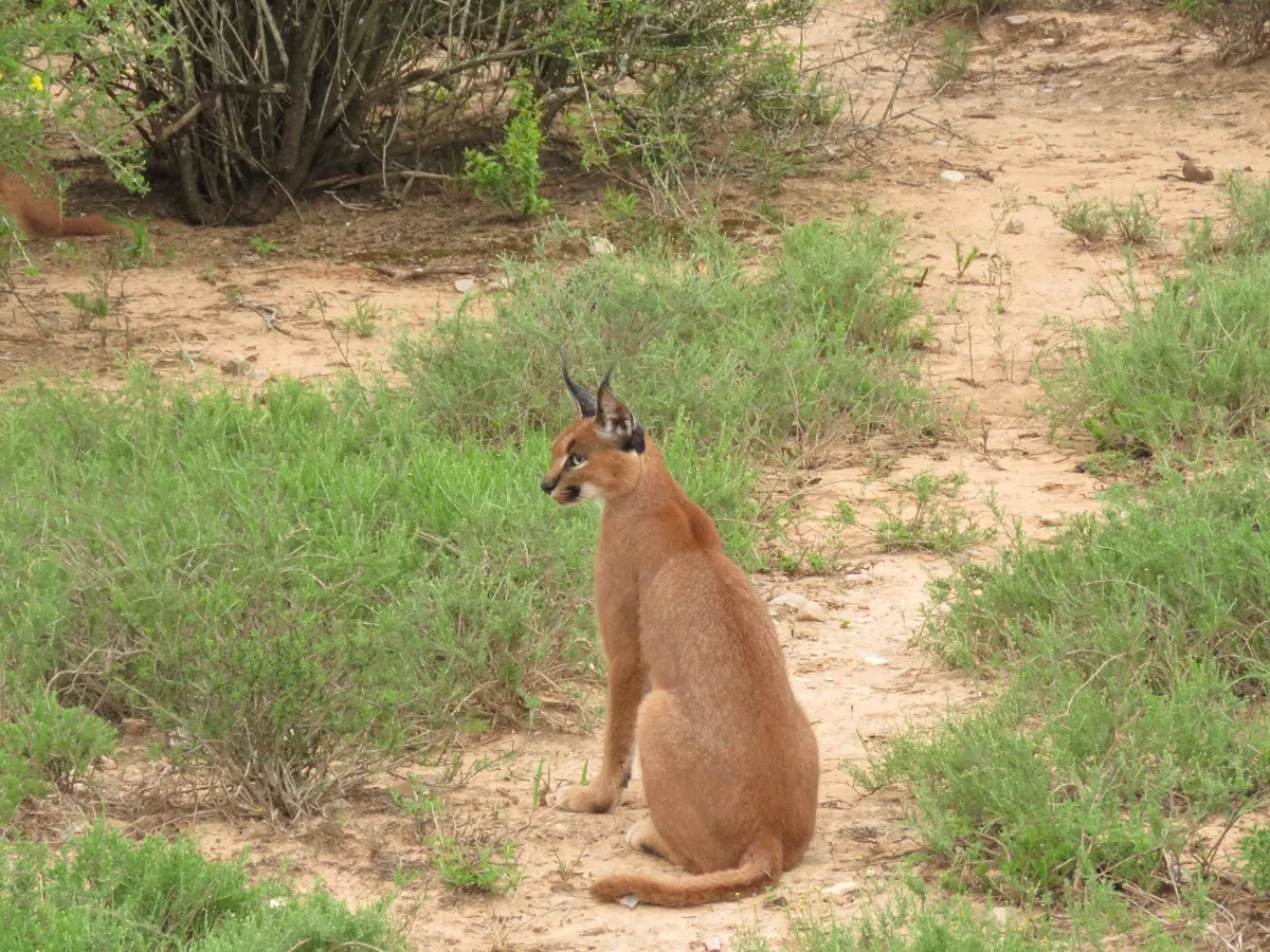 Caracal in open dry habitat