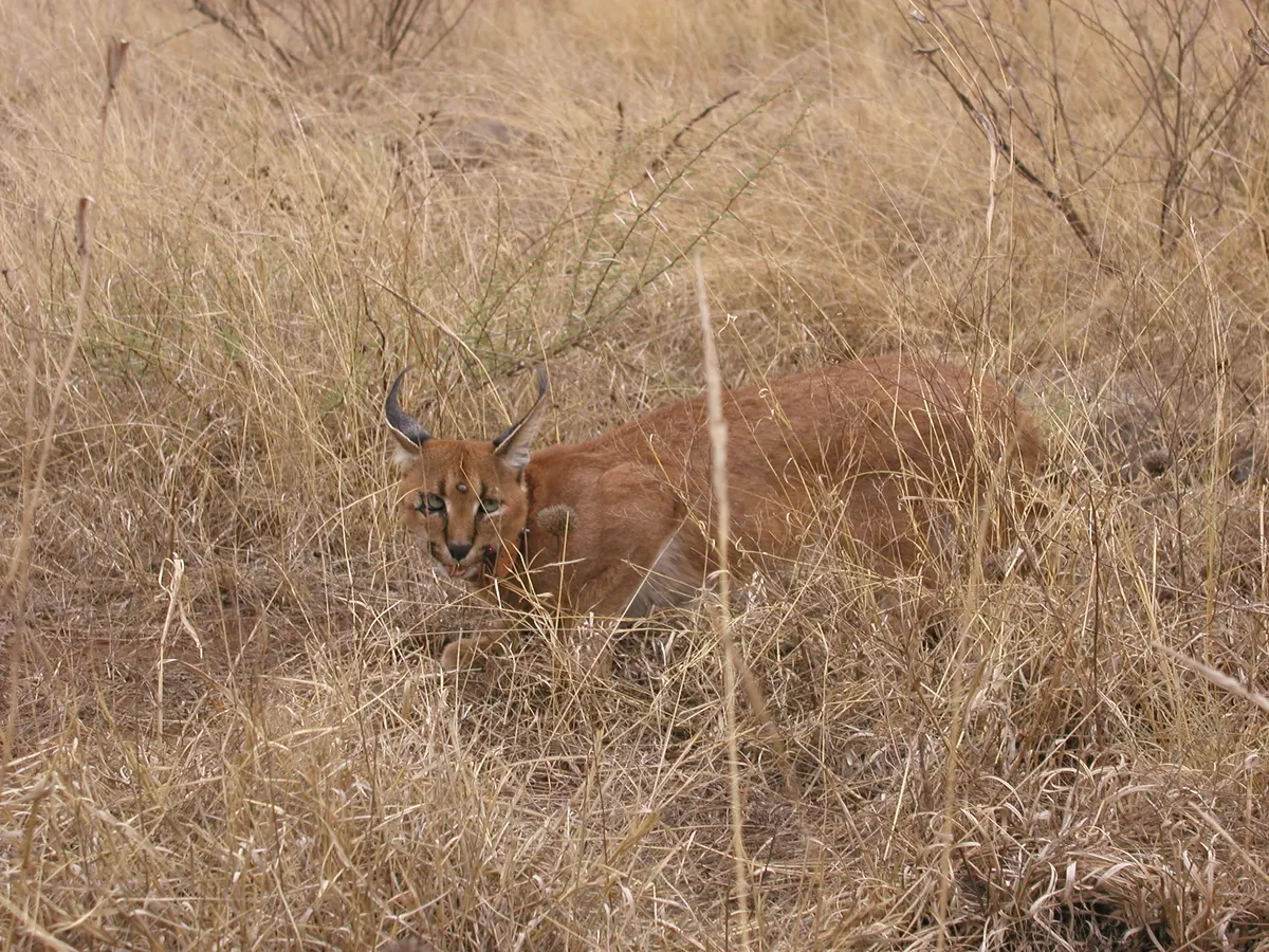 Caracal with long black ear tufts sitting in dry African scrub