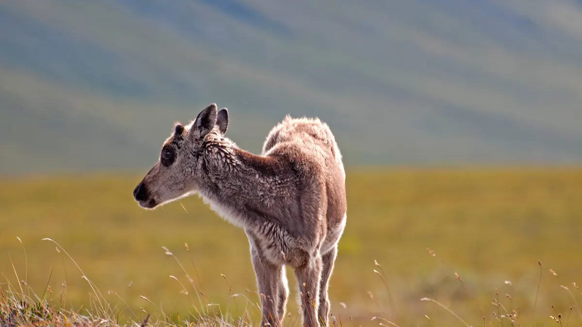 Young caribou calf standing on Arctic tundra in Gates of the Arctic