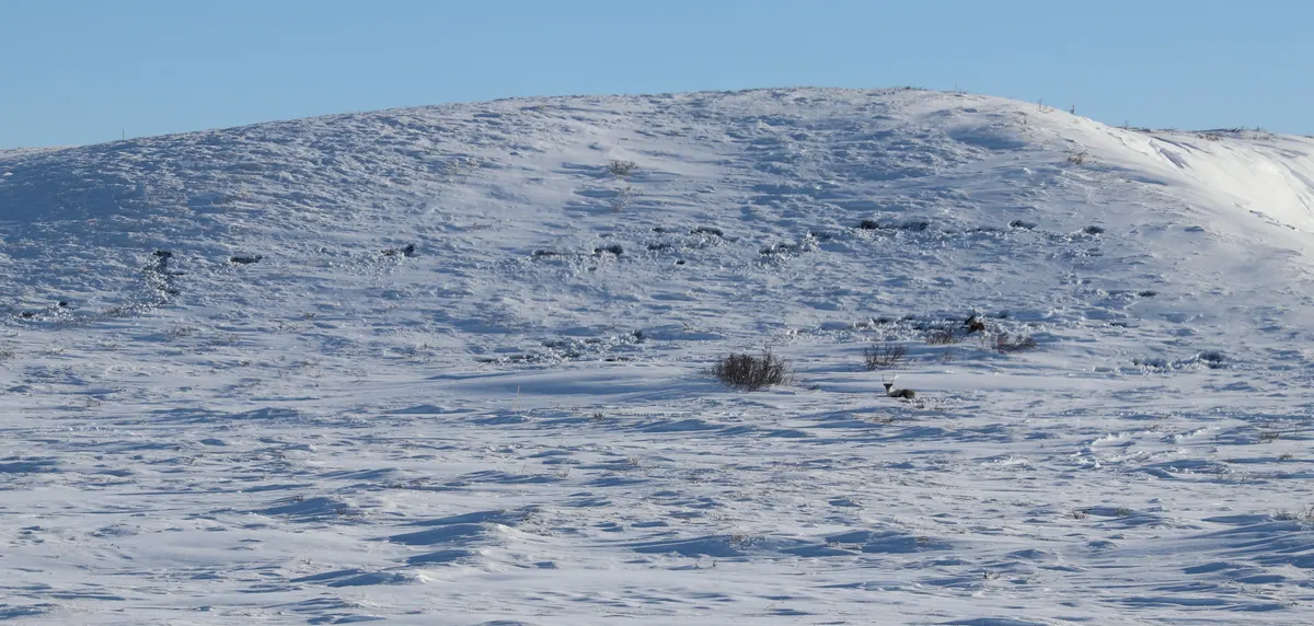 Two caribou resting beside scraped feeding craters on frozen ground