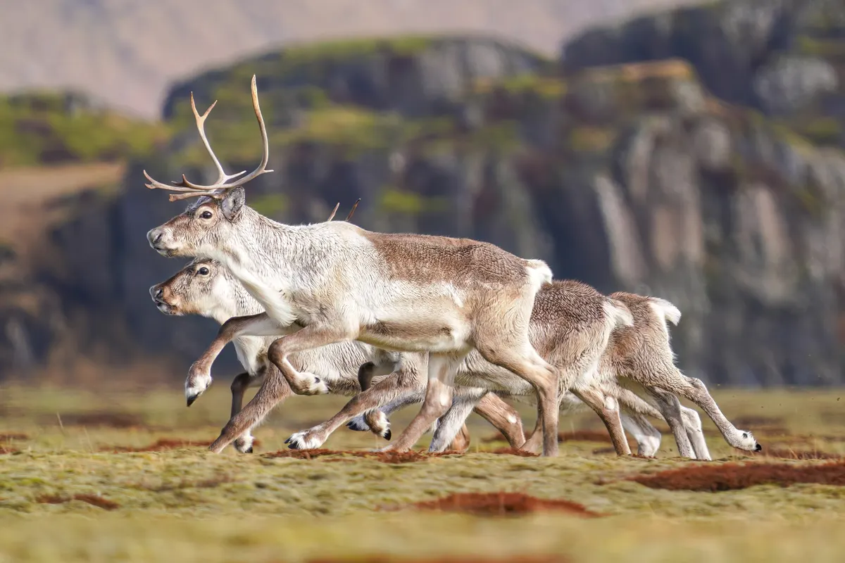 Herd of reindeer running together across open southern Iceland terrain