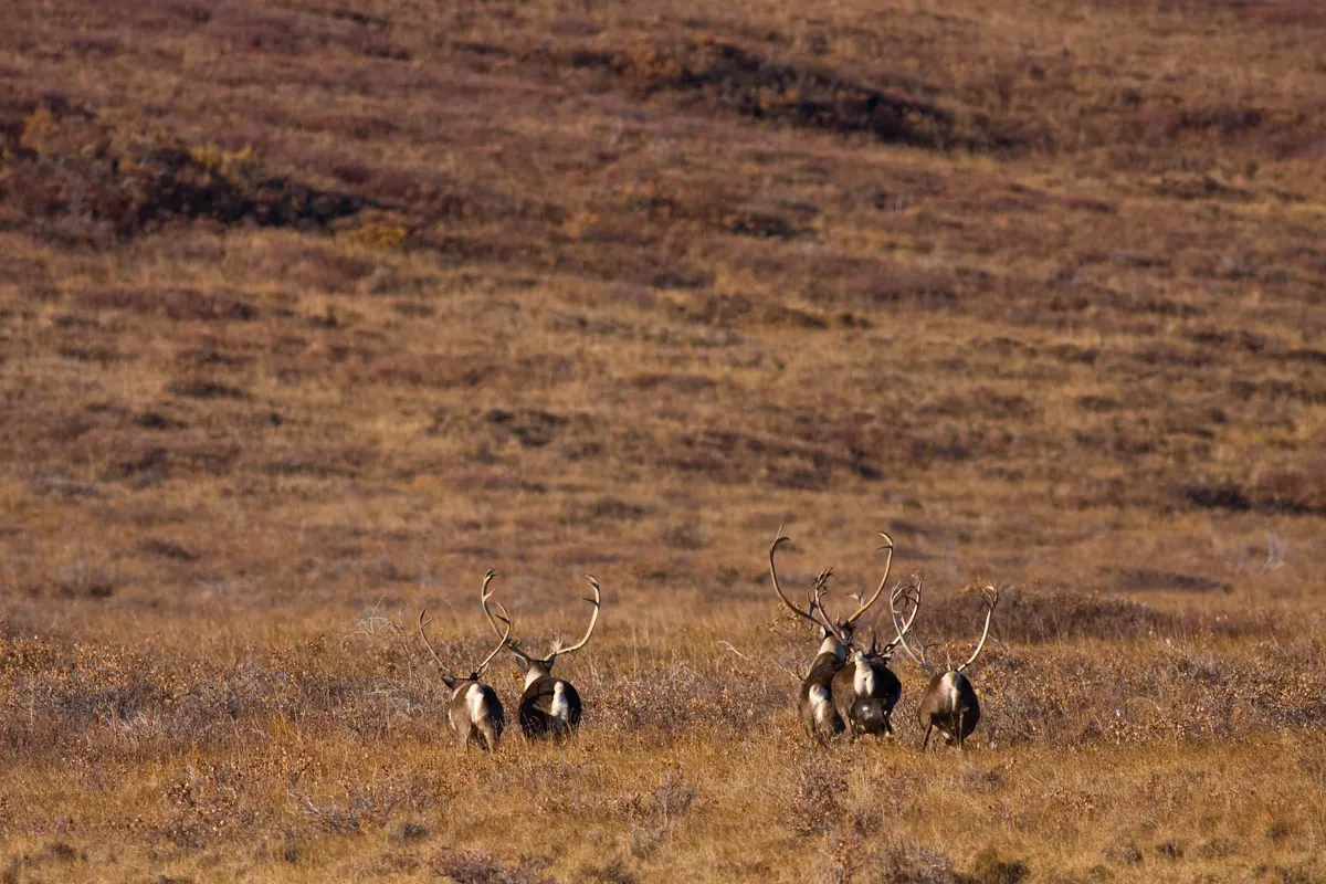 Caribou moving along an ancient migratory route through Arctic parklands