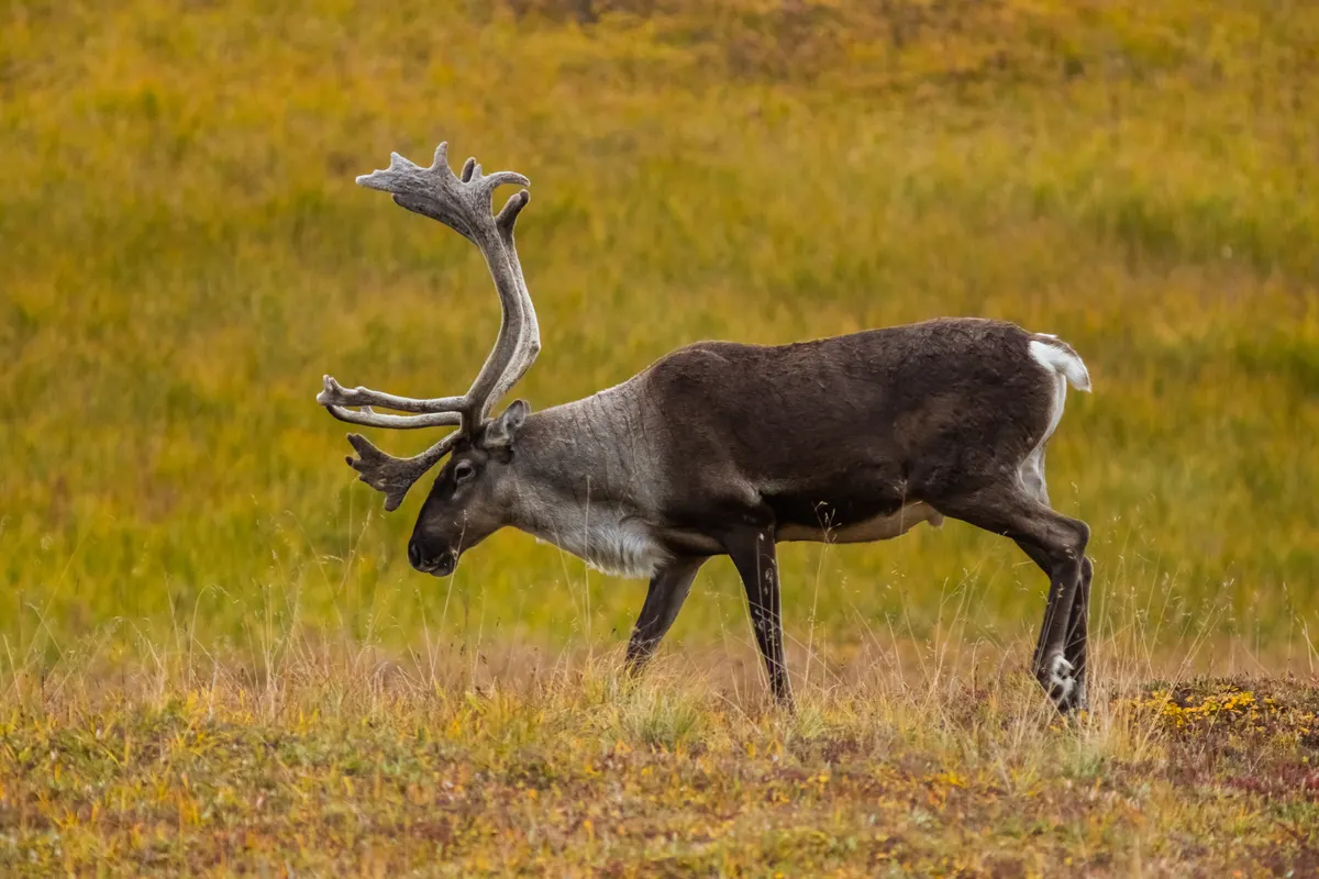 Caribou with velvet antlers standing on a green Denali hillside
