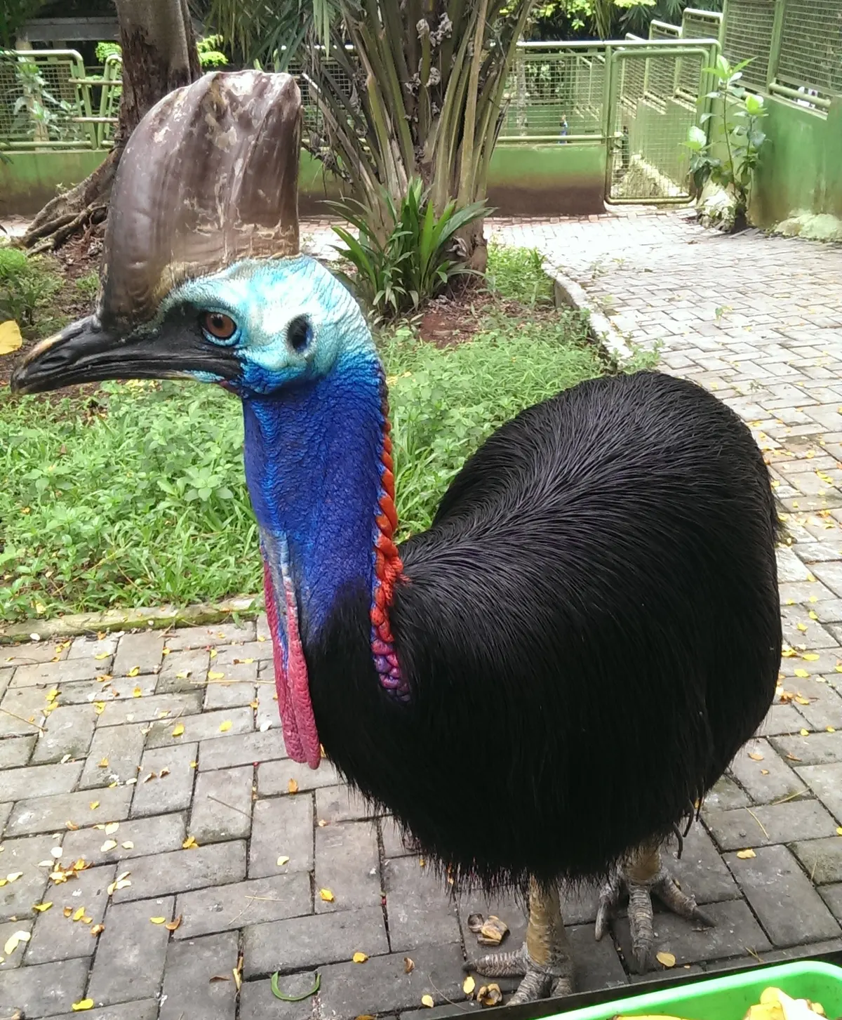 A young or baby Cassowary showing early development