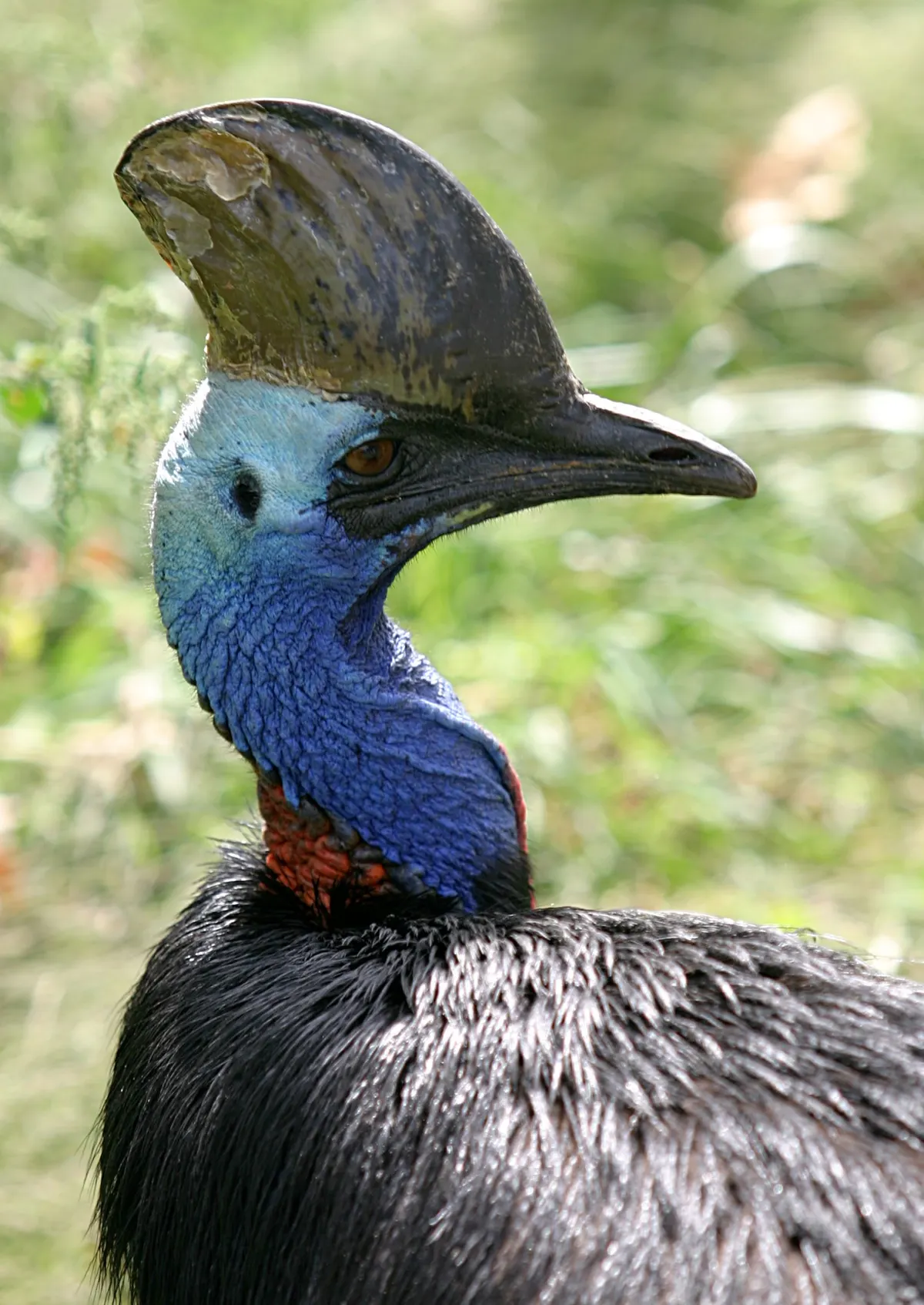 A detailed close-up showing the physical features of a Cassowary