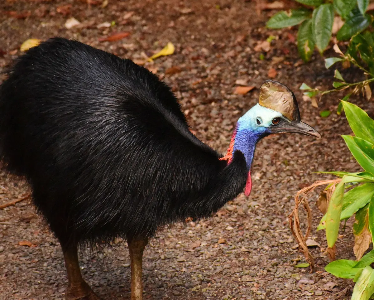 A young or baby Cassowary showing early development