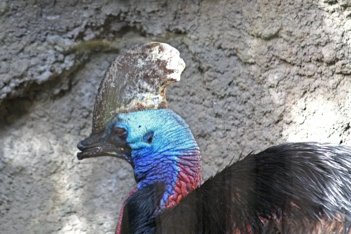 A Cassowary finding or consuming food
