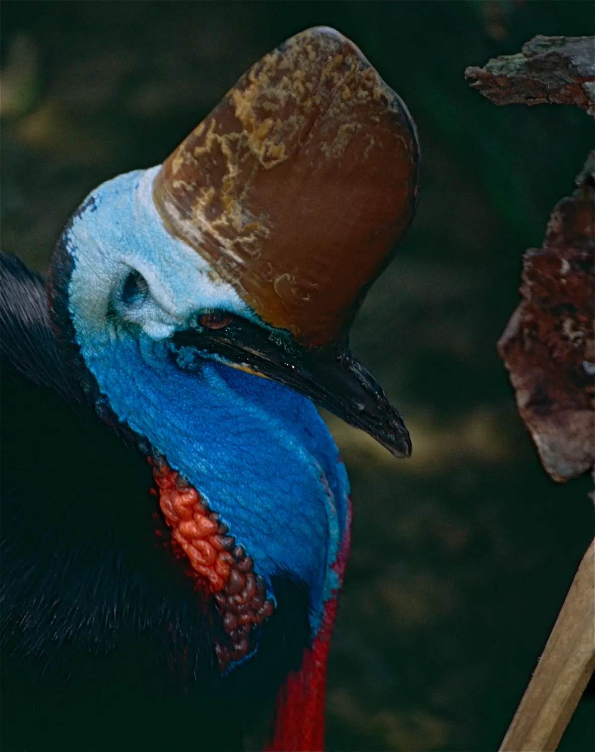 A Cassowary navigating its natural environment
