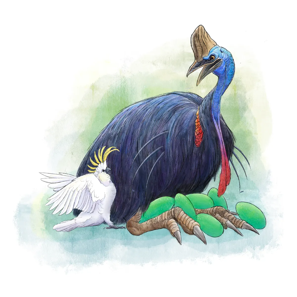 Cassowary (Casuarius casuarius)